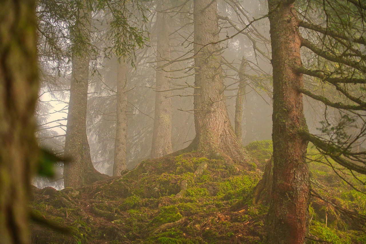 a calm forest